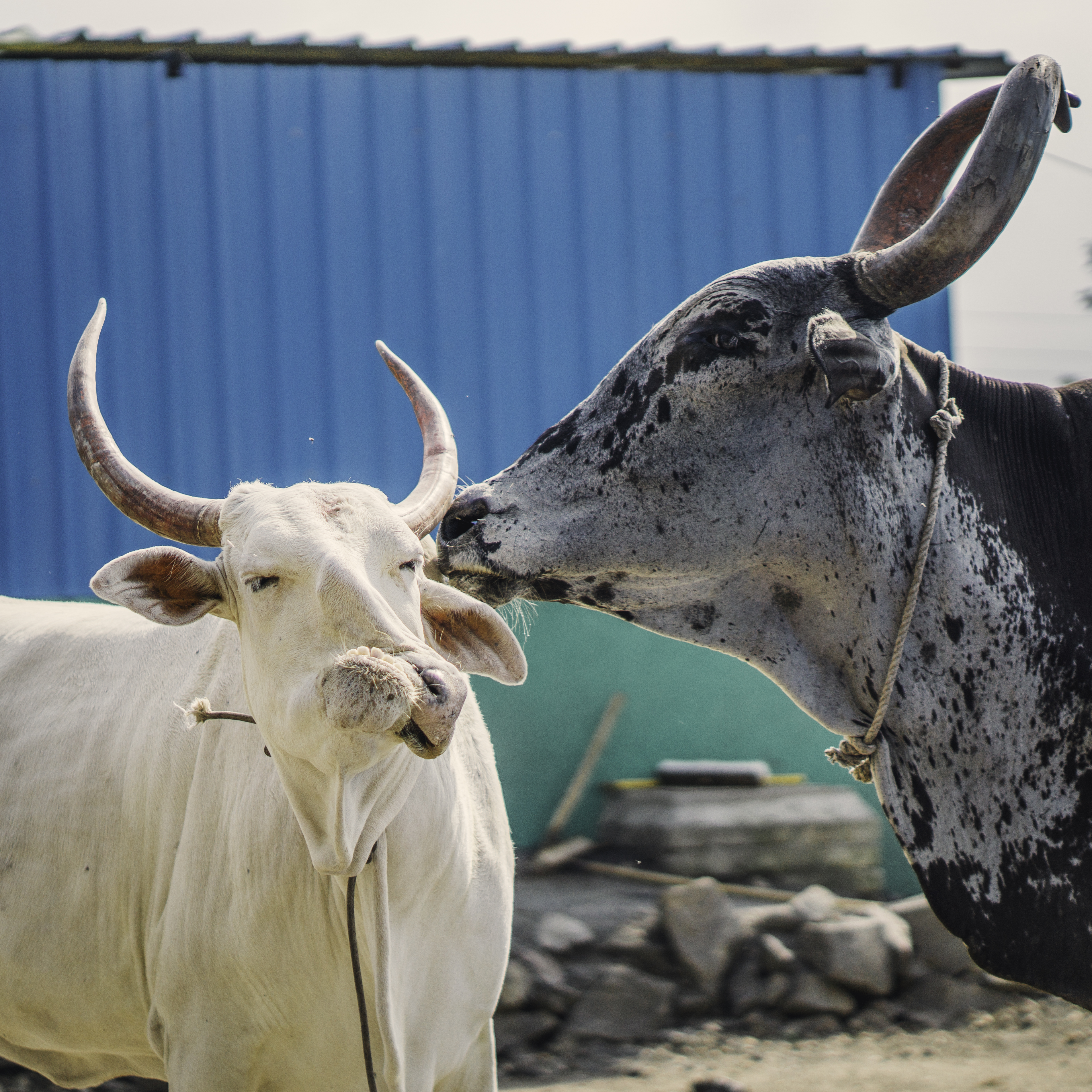 Veera and Bulbul at ResQ!